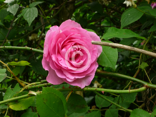 rose
